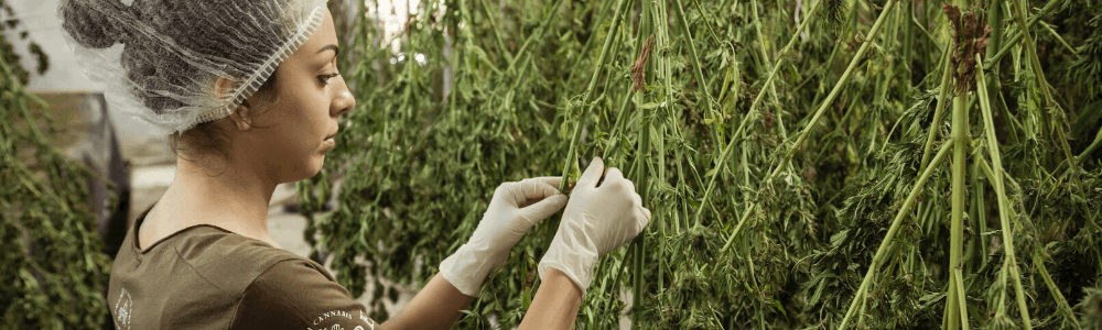 Cannabis Cultivation Jobs: 5 Essential Careers | TruPath Search